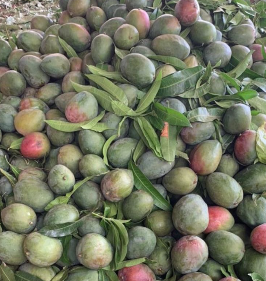 Mangues fraîches export – SIAN Agro Export Sénégal